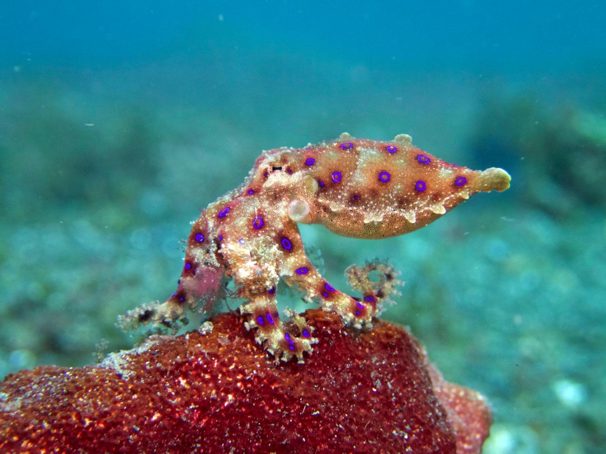 Cocotinos Lembeh A Boutique Dive Lodge Bitung Dış mekan fotoğraf