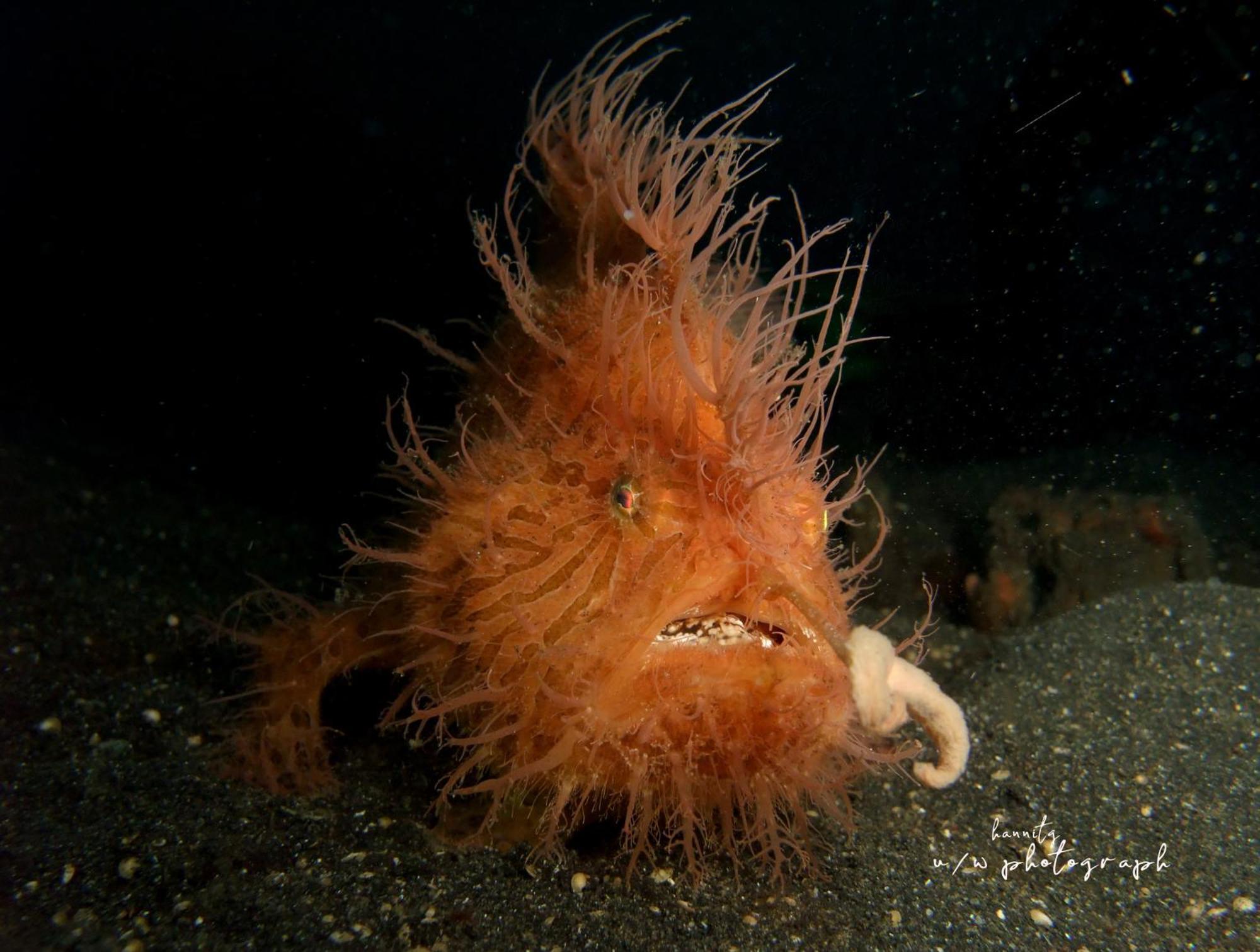 Cocotinos Lembeh A Boutique Dive Lodge Bitung Dış mekan fotoğraf
