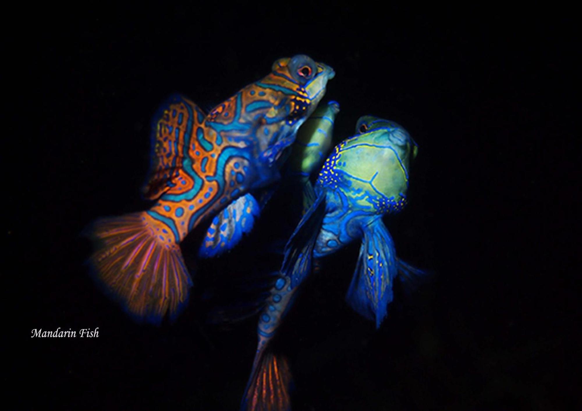 Cocotinos Lembeh A Boutique Dive Lodge Bitung Dış mekan fotoğraf
